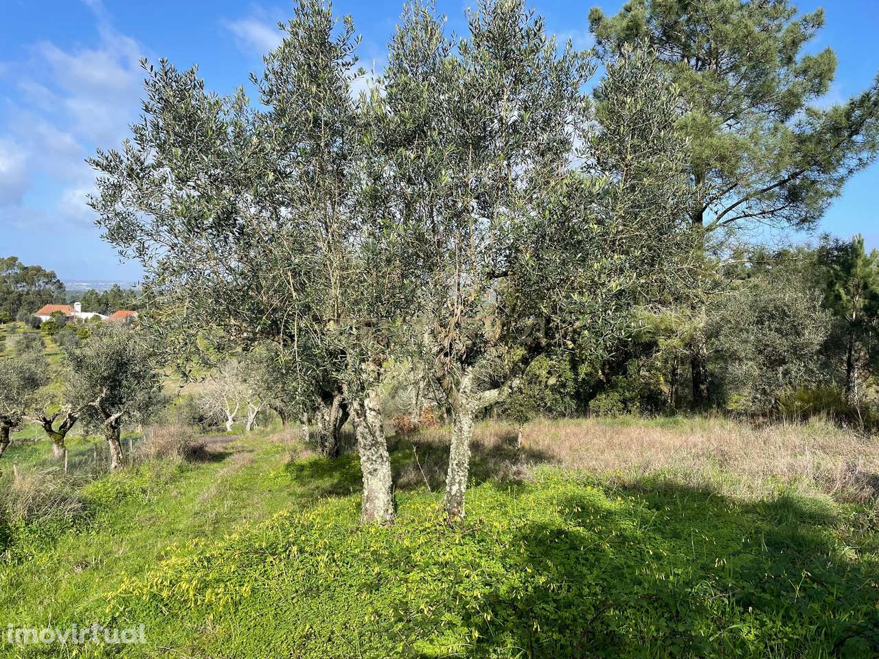 Terreno Rústico em Vale do Arneiro, Martinchel, Abrantes - Grande imagem: 5/9