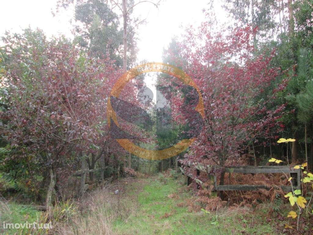 Terreno Construção Souto - Grande imagem: 5/5