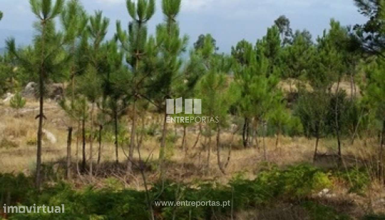 Venda Terreno, vista desafogada, Mesquinhata, Baião - Grande imagem: 2/8
