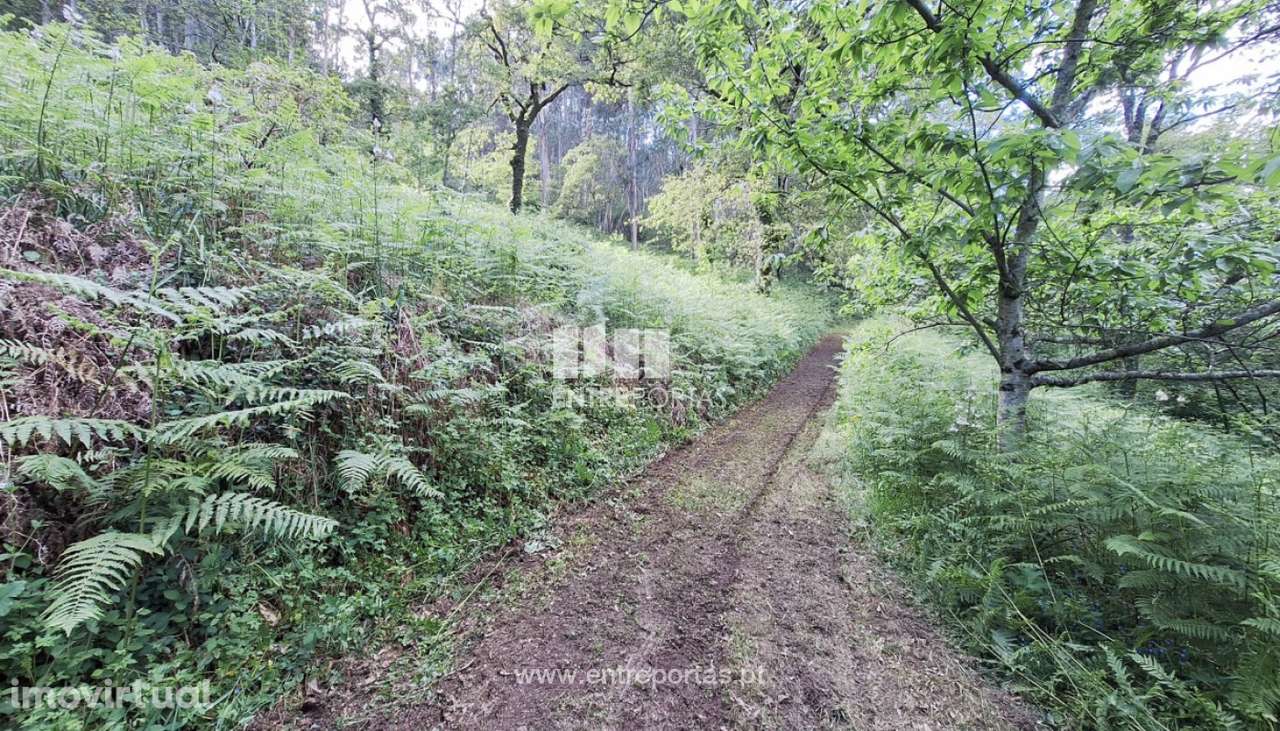 Venda de Terreno, Vila Nova de Muía, Ponte da Barca - Grande imagem: 3/27