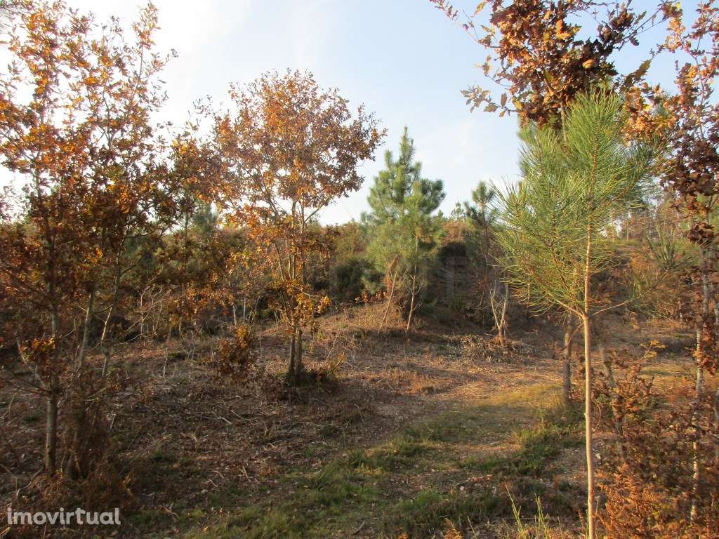 Terreno c/ possibilidade p/ loteamento em Lanheses - Grande imagem: 3/5