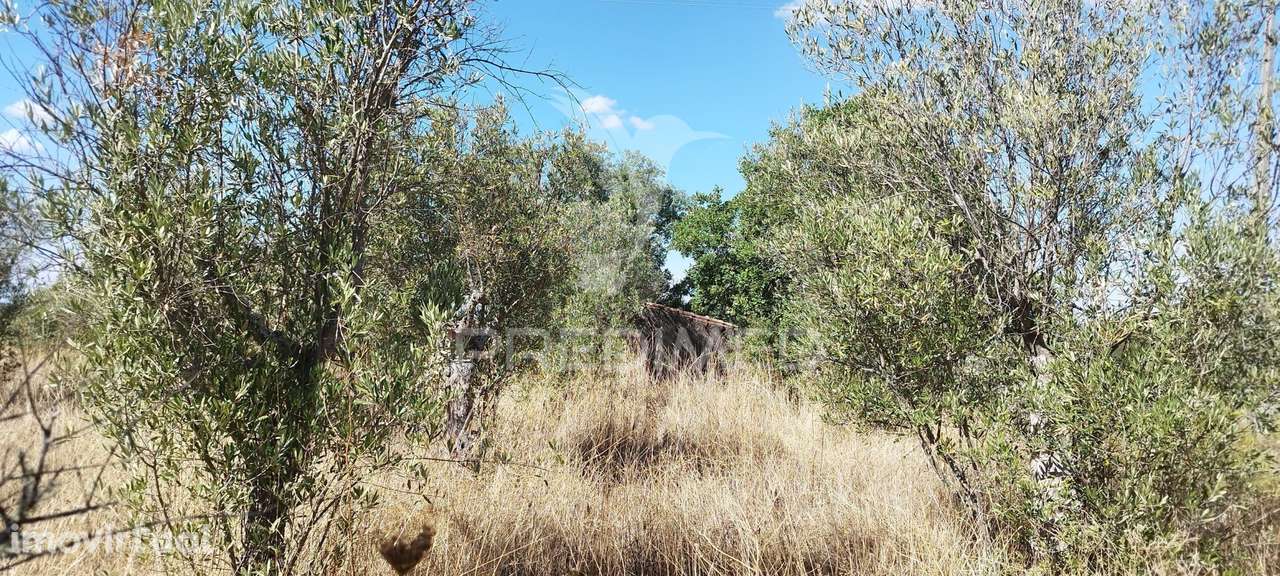 Terreno com olival - Grande imagem: 2/4