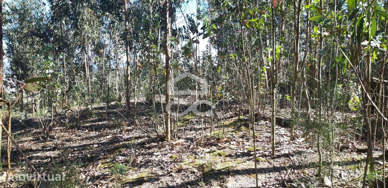 Terreno em São Mamede - Negrelos - Grande imagem: 3/6