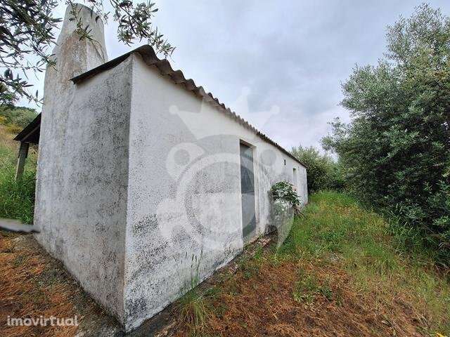 Olival com apoio agrícola não registado - Grande imagem: 3/16