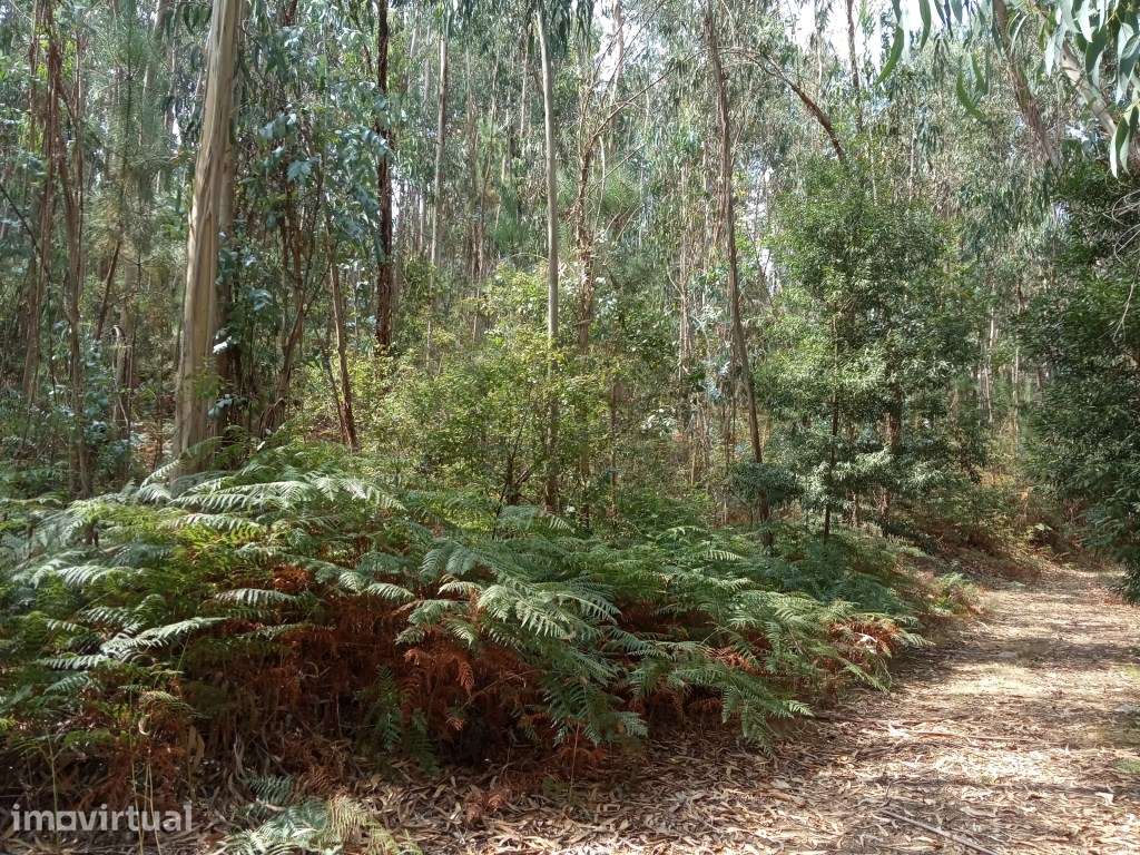 Terreno c/ 17.000m2 em Rebordões de Souto - Grande imagem: 2/3