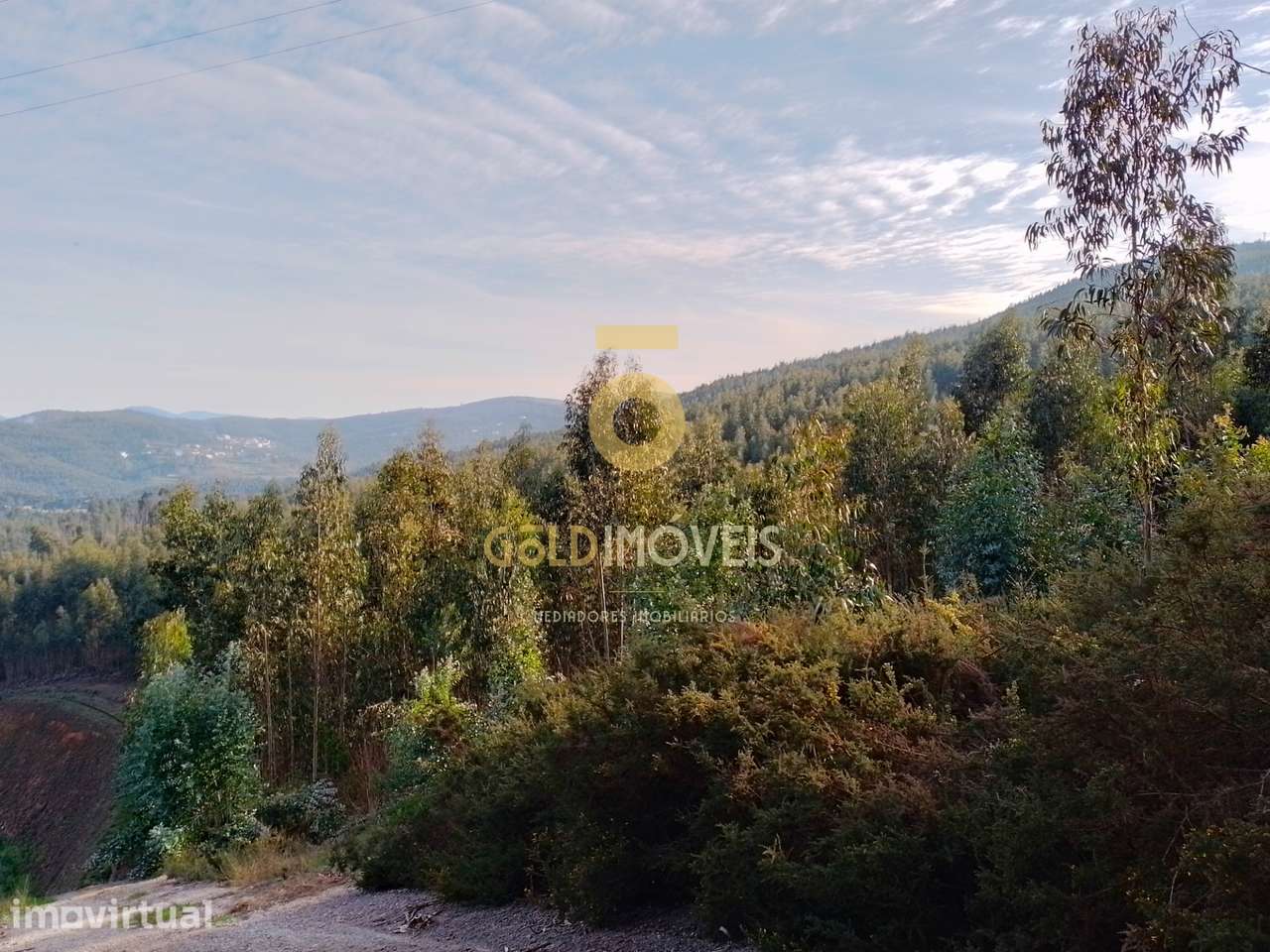 Terreno Florestal - Grande imagem: 3/5