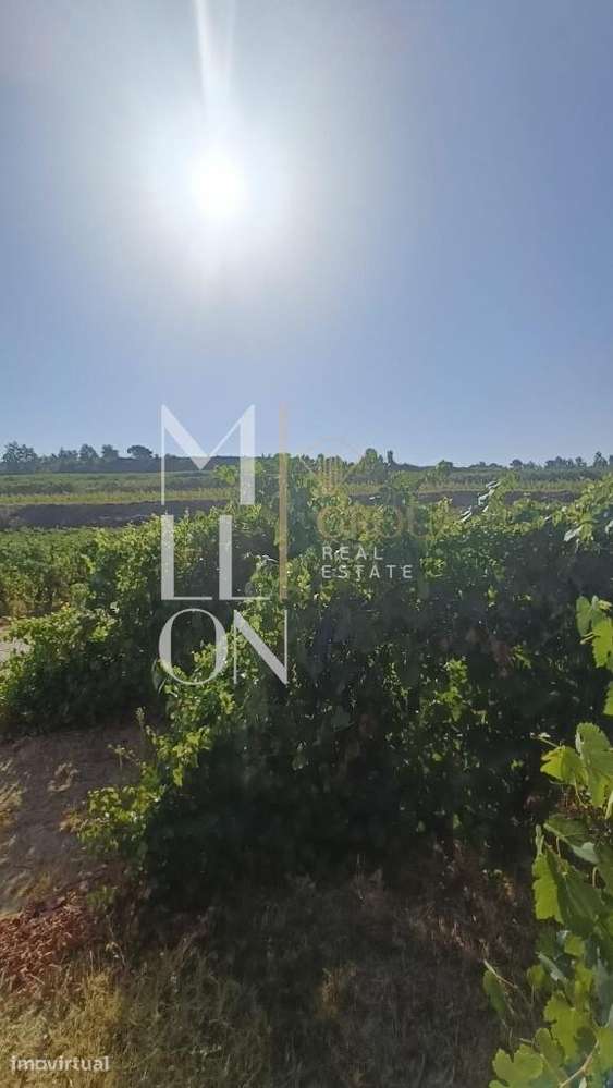 QUINTA COM 70 HECTARES NO CORAÇÃO DO DÃO - VISEU - Grande imagem: 4/14