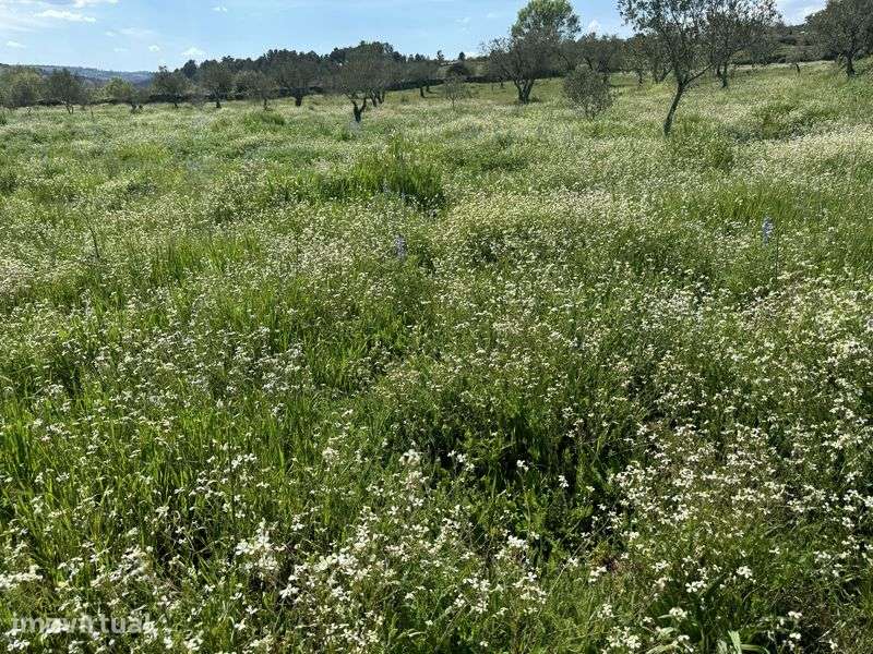 Terreno rustico entre Falachos e vale seixo, perto da estrada. - Grande imagem: 4/4