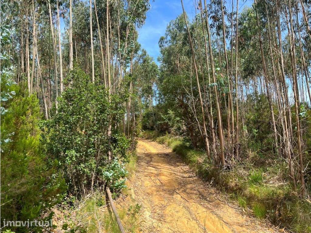 Terreno florestal contíguo | Mafra | Investimento - Grande imagem: 5/6