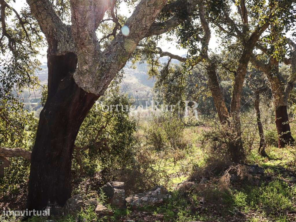 Terreno com 5.000 m2 no Alandroal - Grande imagem: 4/13