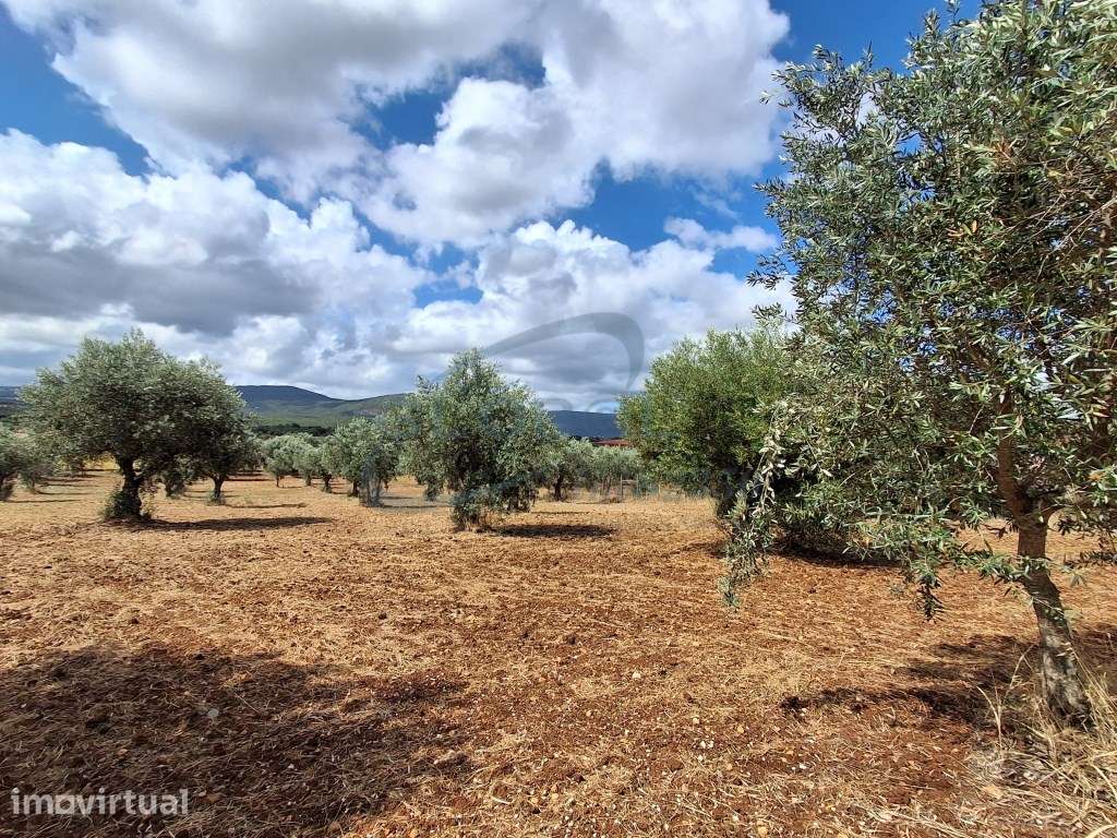 Terreno Exclusivo com Vista Serra | 4.040 m² | 1.850 m² Urbanos | C... - Grande imagem: 3/14