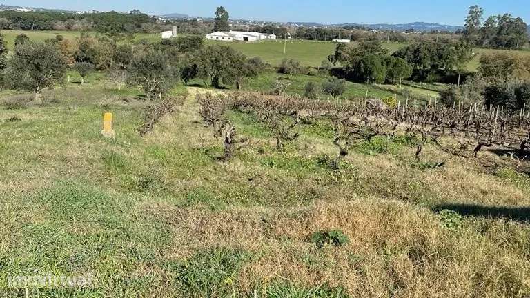 Terreno com vinha legalizada pelo ministério da agricultura com proje - Grande imagem: 2/10