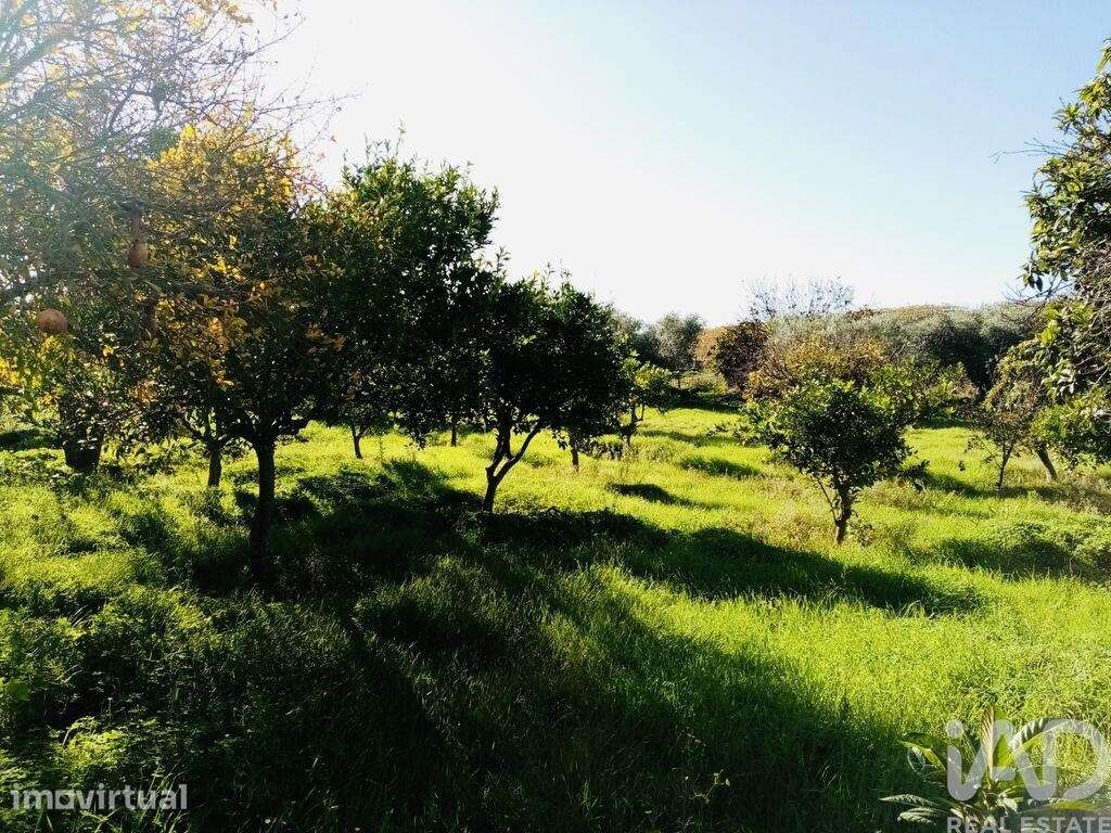 Terreno Agrícola em Pedrógão - Grande imagem: 5/9