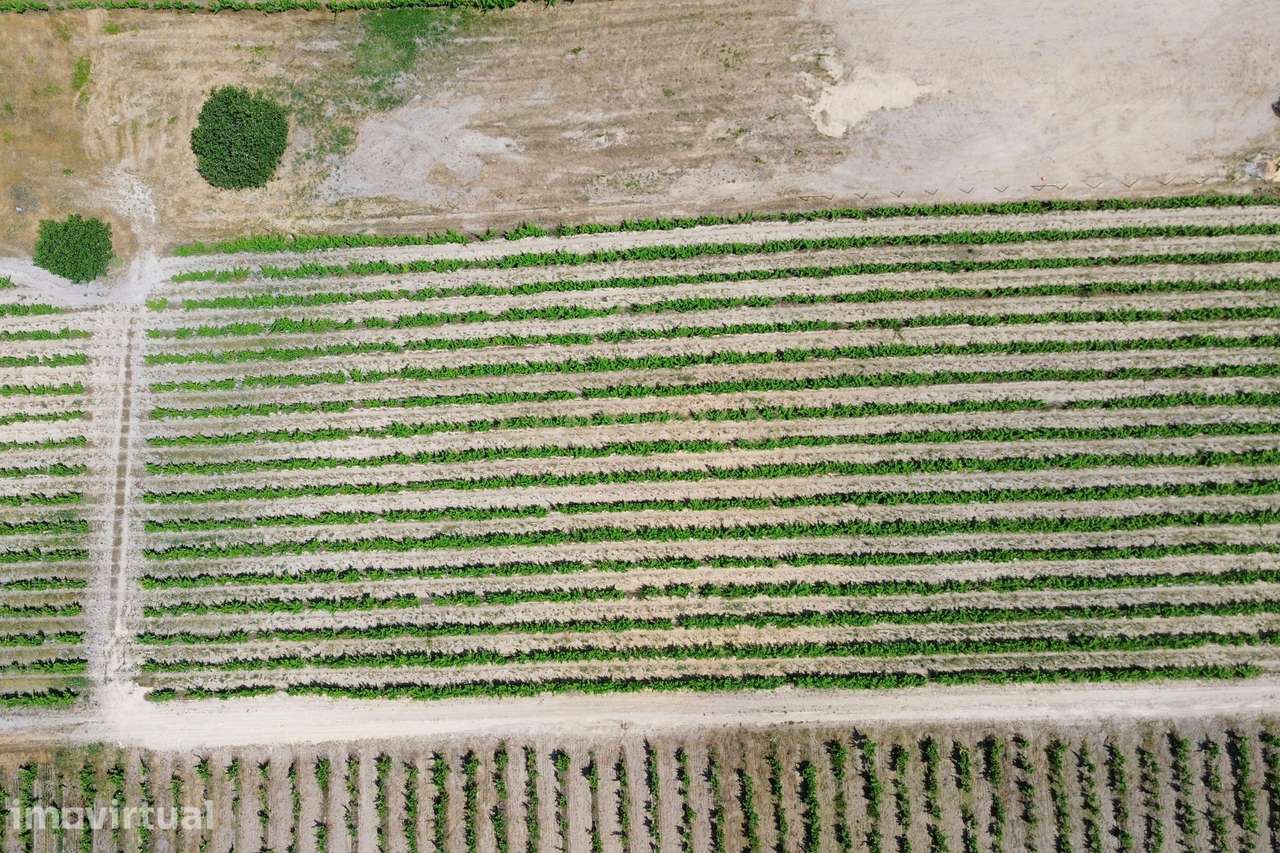 Terreno no Lau com vinhas certificadas - Grande imagem: 5/21