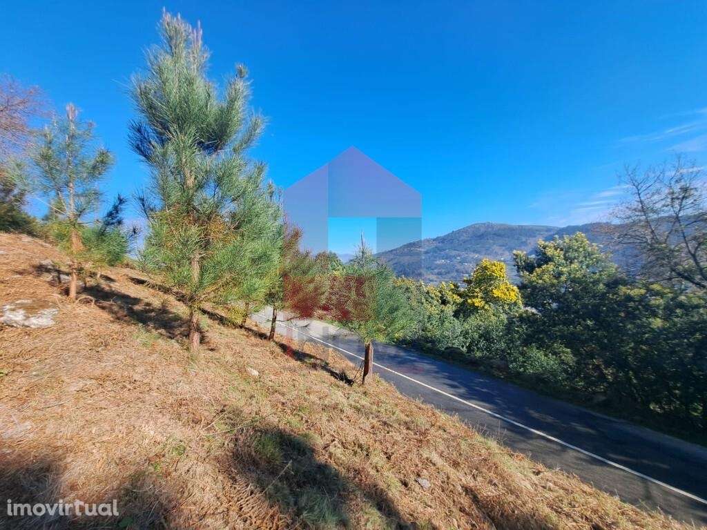 Terreno florestal, Valões - Grande imagem: 4/9