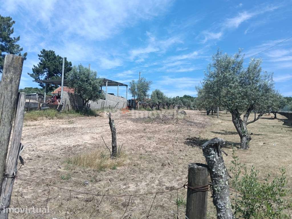 Terreno Urbano com 1.520 m² para construção, na Carregueira- Chamusca - Grande imagem: 3/5