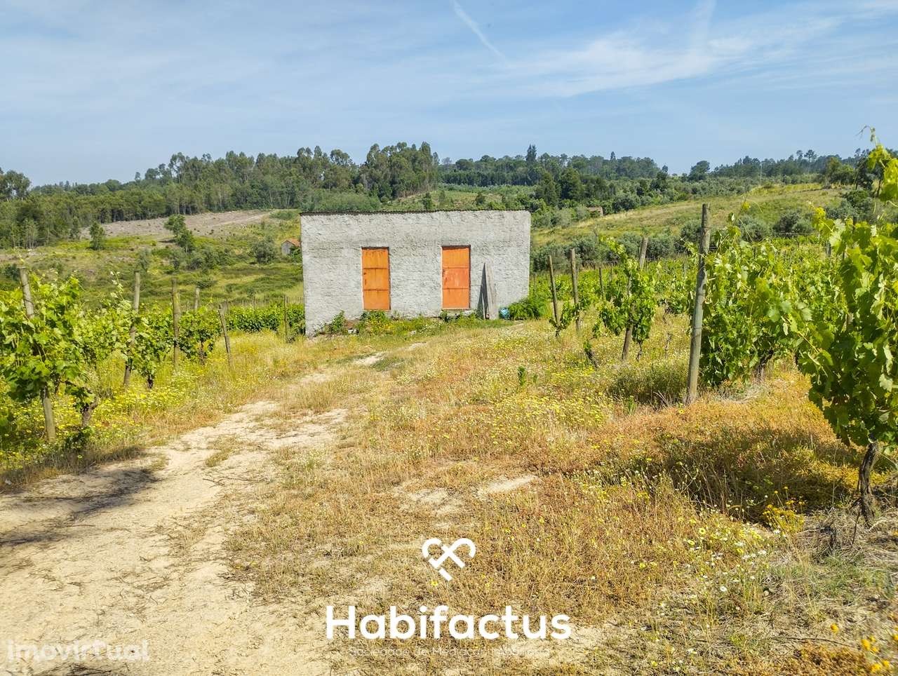Oportunidade Única: Quinta Excepcional com Vinha de Castas Selecionada - Grande imagem: 4/7