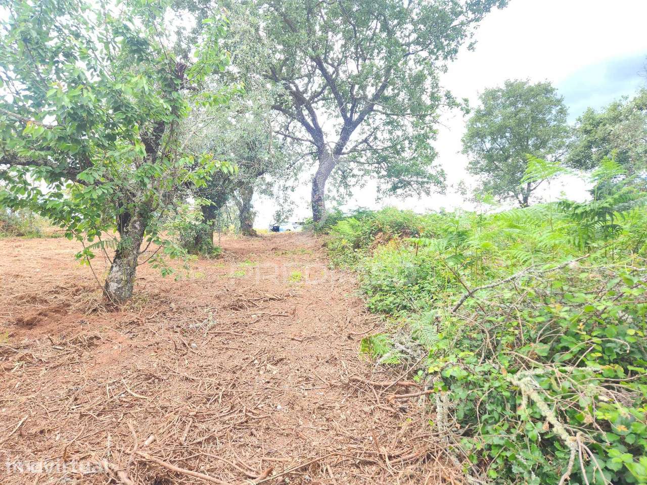 Terreno Rustico - Grande imagem: 5/6
