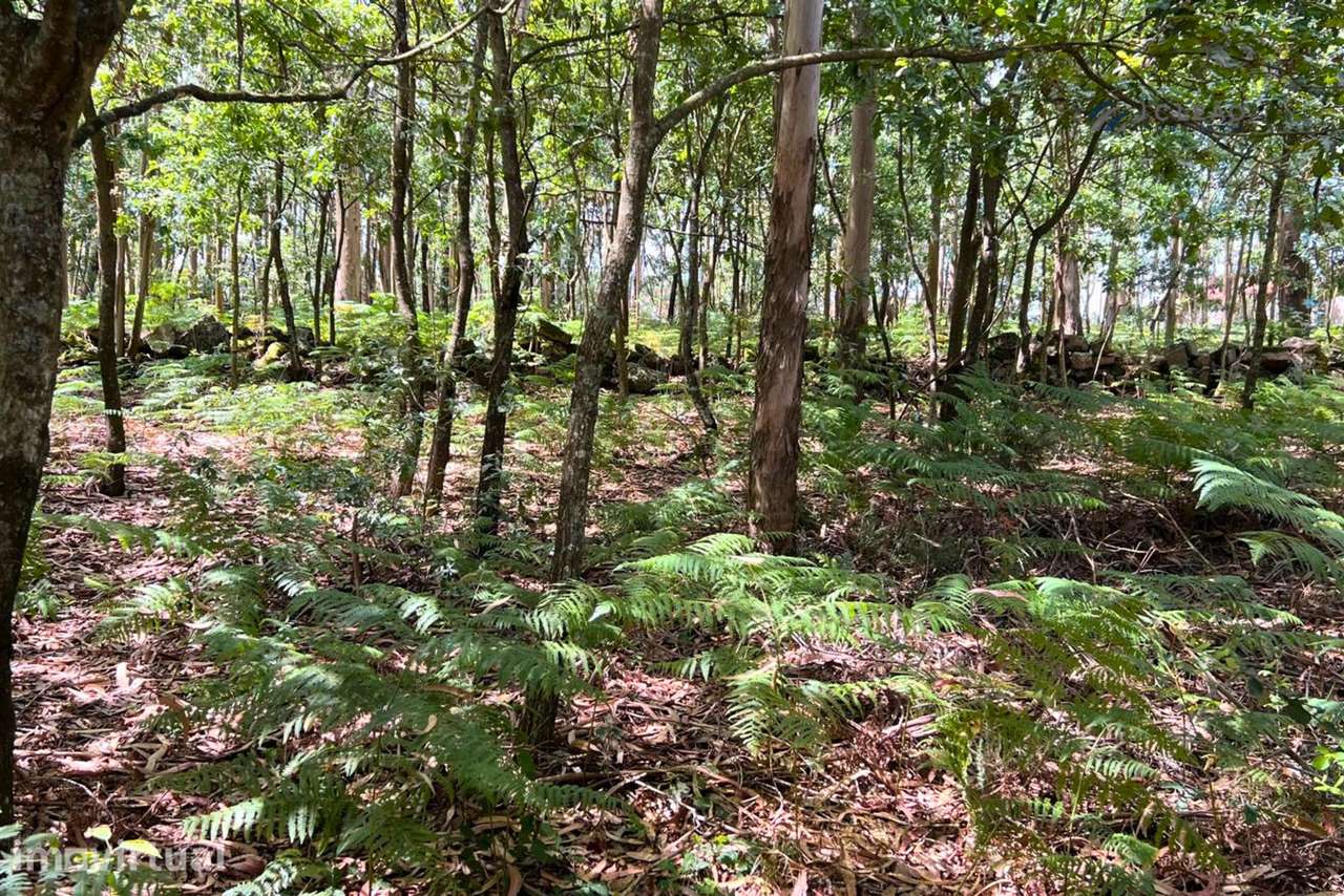 Terreno Rústico com 1430m2 em Lamoso, Paços de Ferreira - Grande imagem: 4/11
