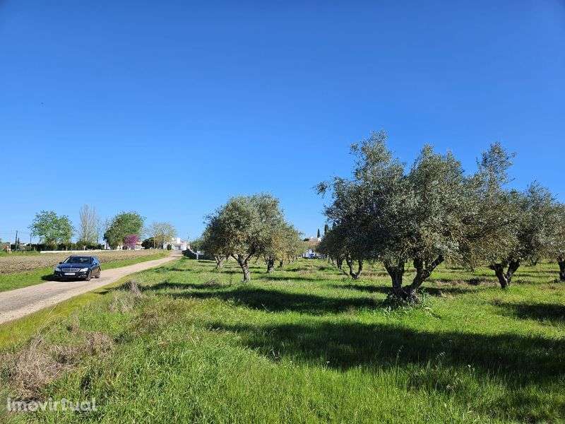Olivais (2) produtivos. Barbacena, Elvas - Grande imagem: 3/3
