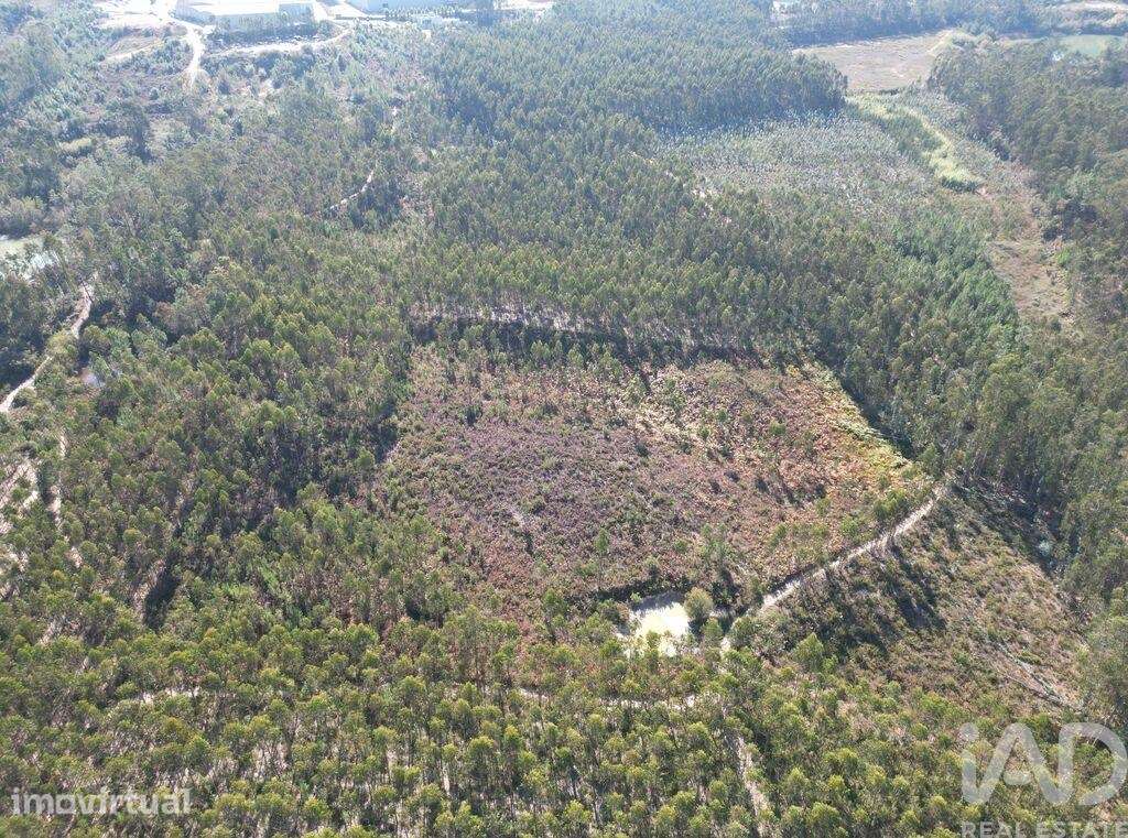 Terreno Agrícola em Pedreiras - Grande imagem: 4/19