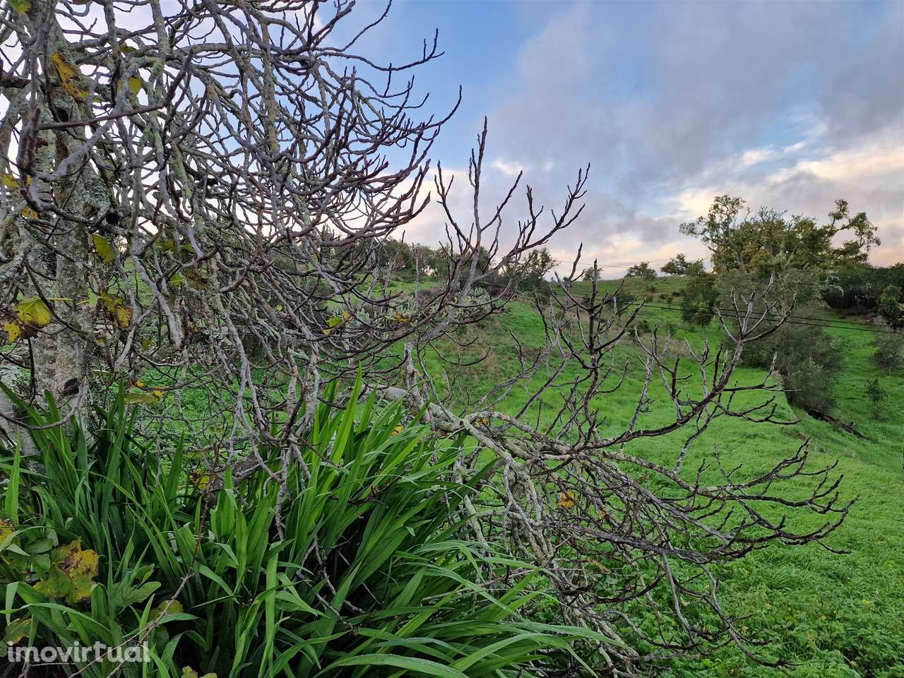 Terreno Rústico  Venda em Santa Cruz,Almodôvar - Grande imagem: 3/5