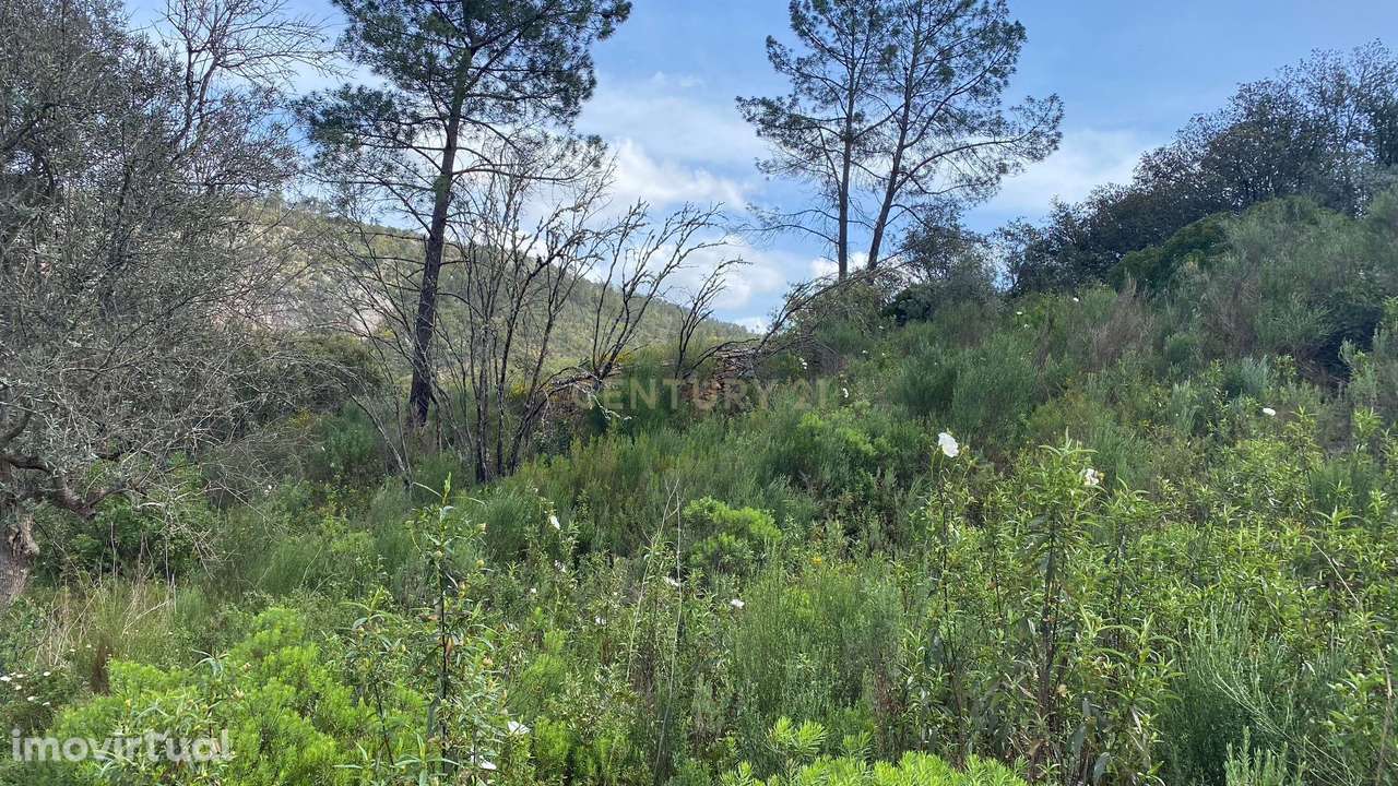 Terreno Rústico às Portas de Rodão com Quota de Rio, Vila Velha de Ród - Grande imagem: 3/12