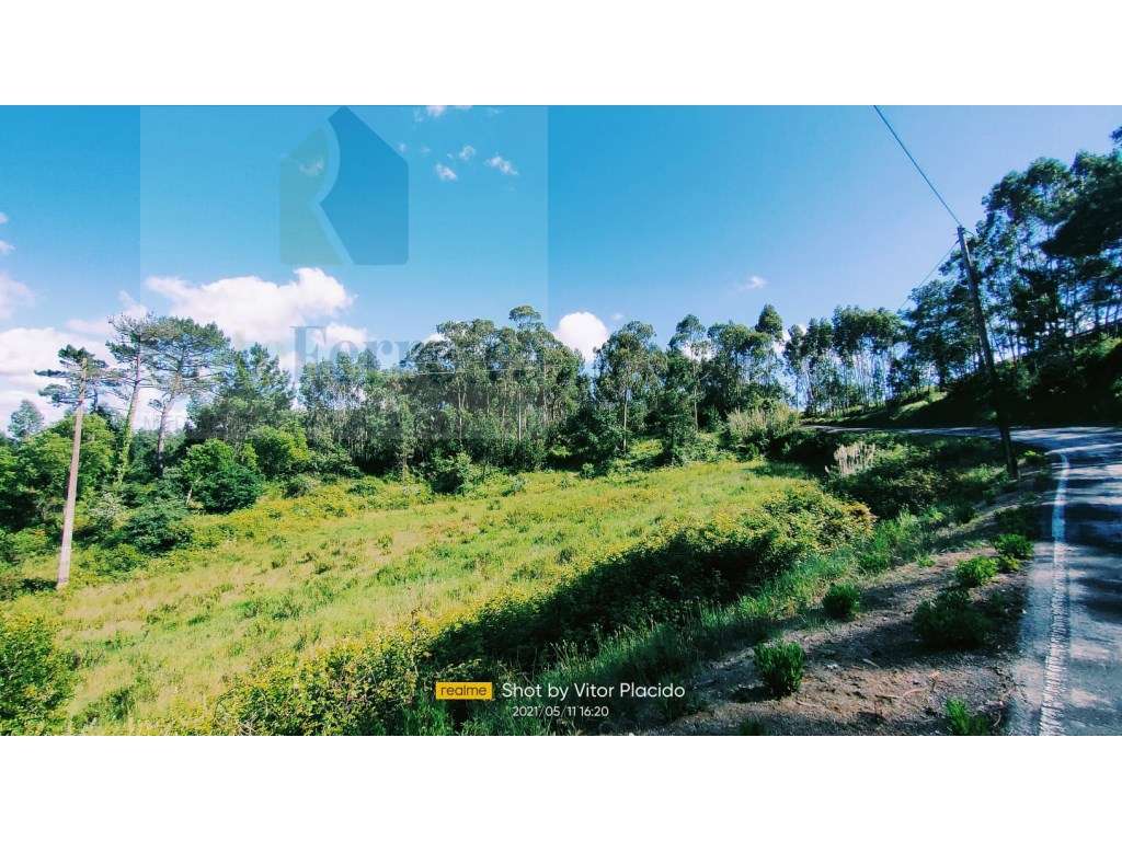 Bosque Natural com Árvores Nativas !! - Grande imagem: 2/7