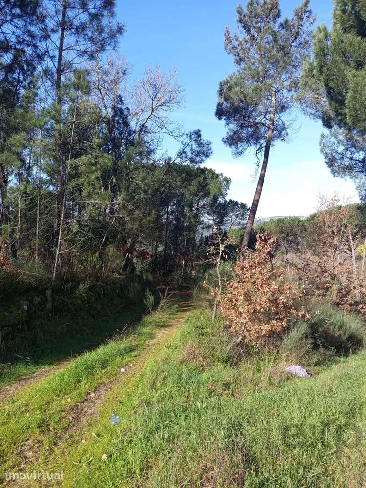 Terreno com 16 Hectares em Nelas - Grande imagem: 5/13