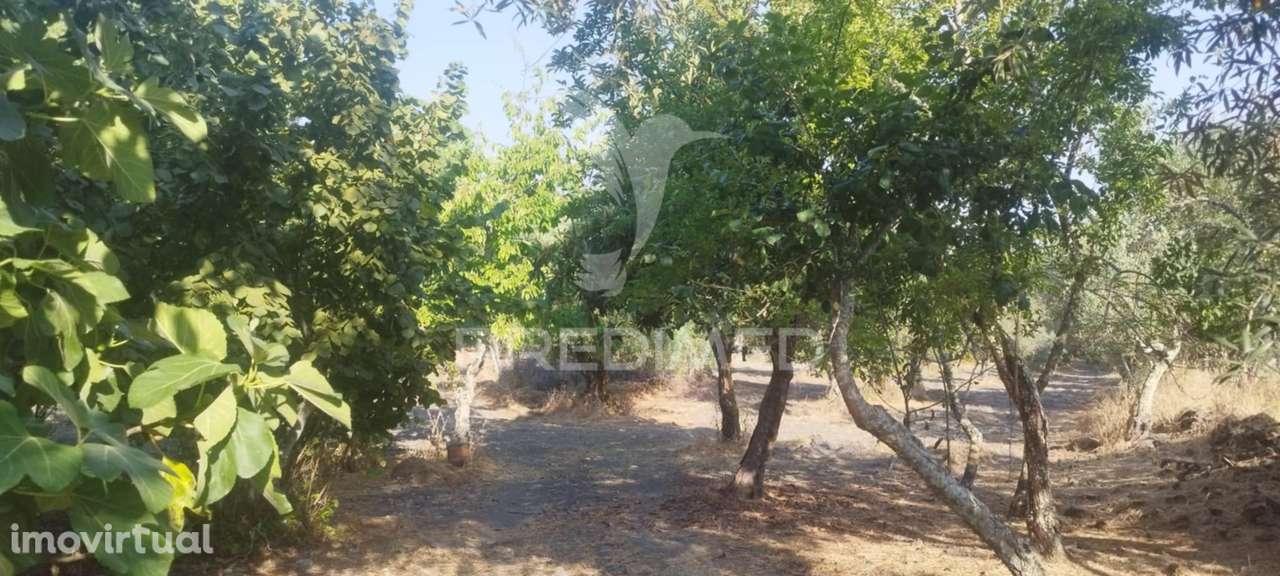 Quinta em Galegos/Marvão - Grande imagem: 2/19