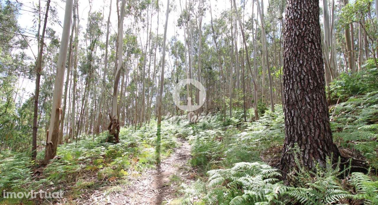 Bouça com 2.500m2 em Novais, Famalicão - Grande imagem: 4/10