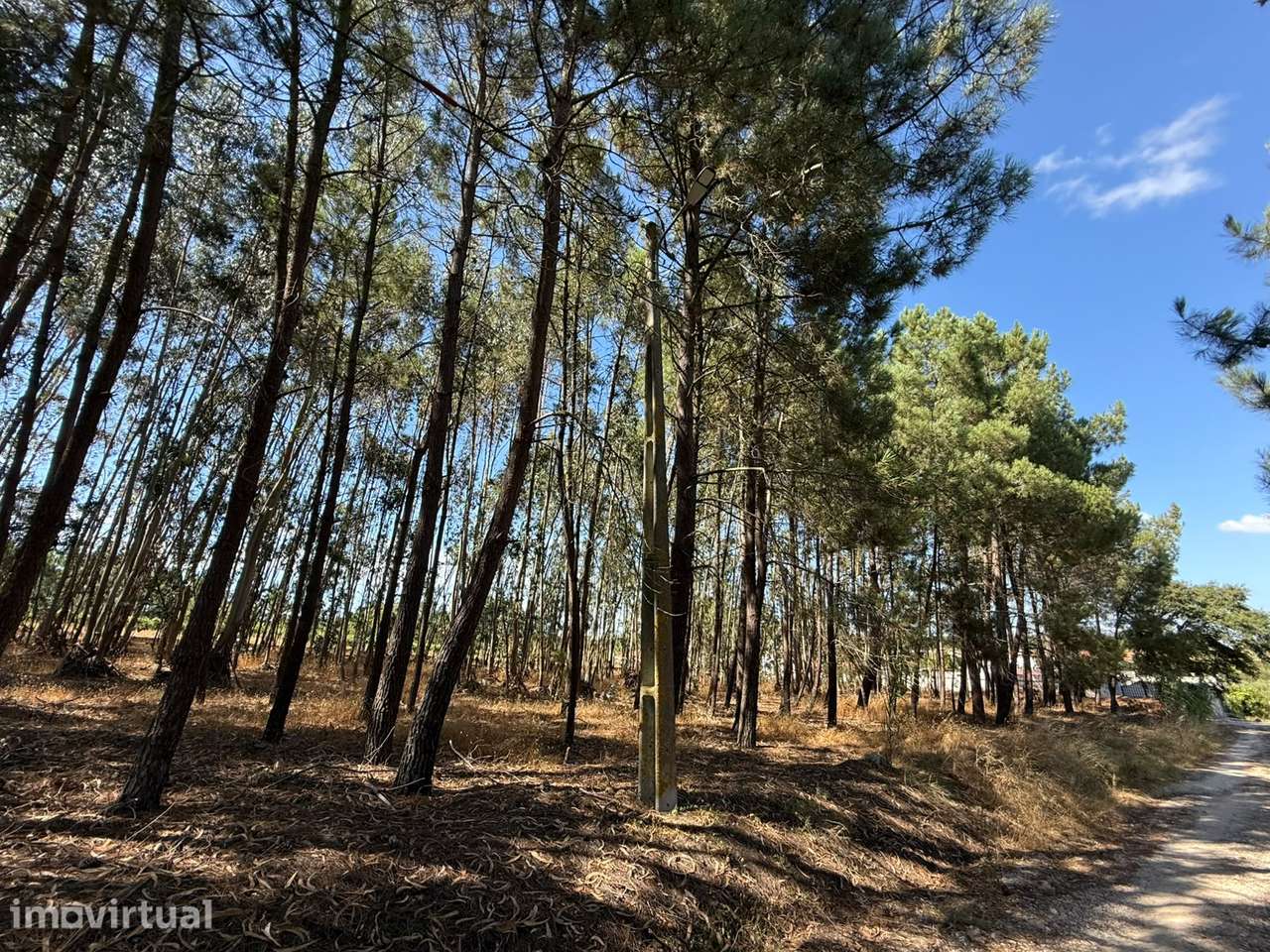 Terreno Rústico com 3.600 m² em Pontével – Cartaxo - Grande imagem: 5/10