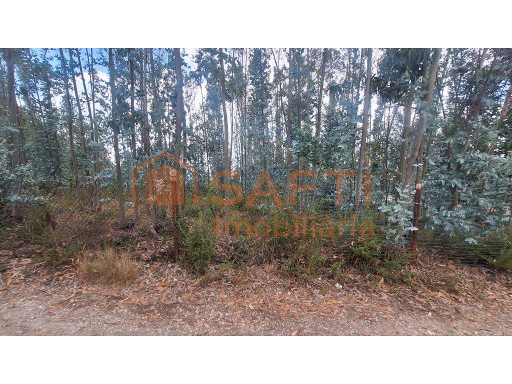 Excelente Terreno em zona de Pinhal e Eucaliptal - Grande imagem: 5/7