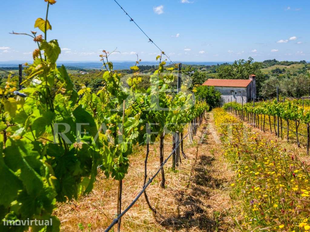 Quinta - 11 hectares com 6 casas, na Serra de São Mamede, PORTALEGR... - Grande imagem: 4/60