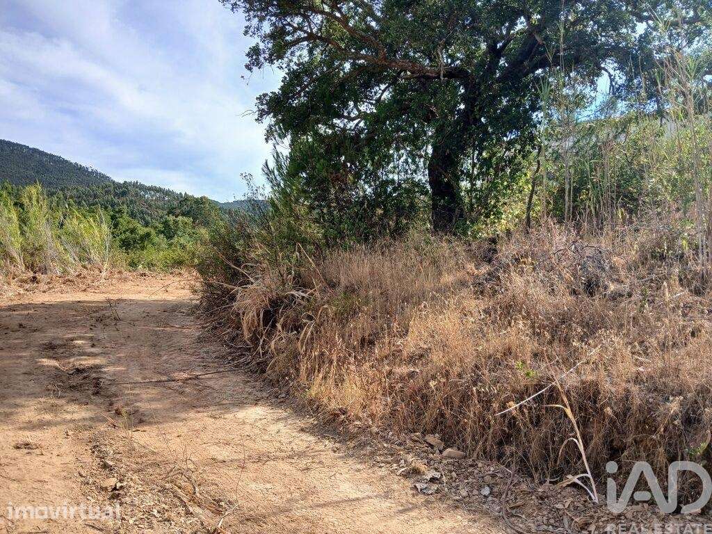 Quinta rural T1 em Sabóia de 80 m2 - Grande imagem: 4/29