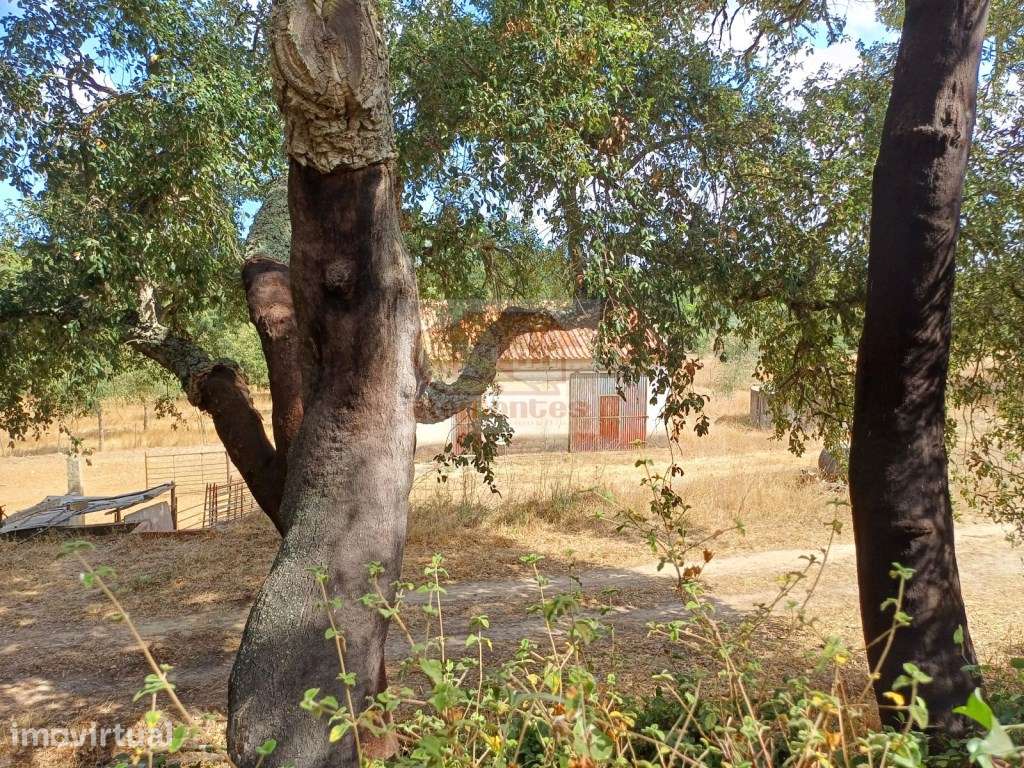 Propriedade Rústica de 8 Hectares em Melides - Excelente Oportunidade - Grande imagem: 4/19