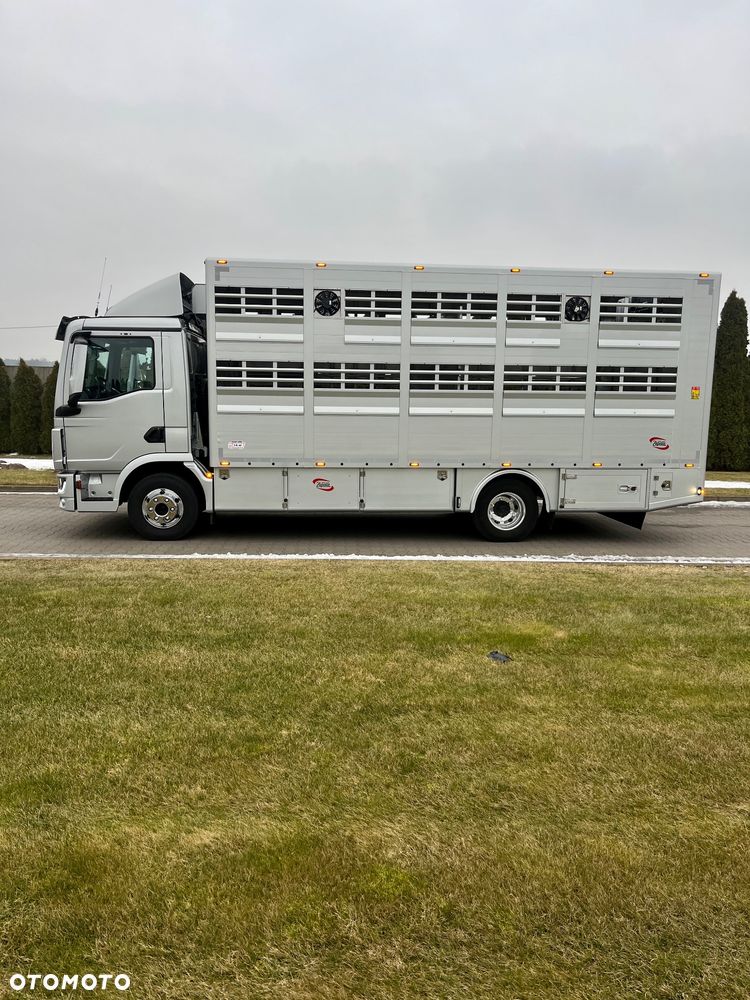 MAN TGL 12.250 2022 Do żywca zwierząt - 4