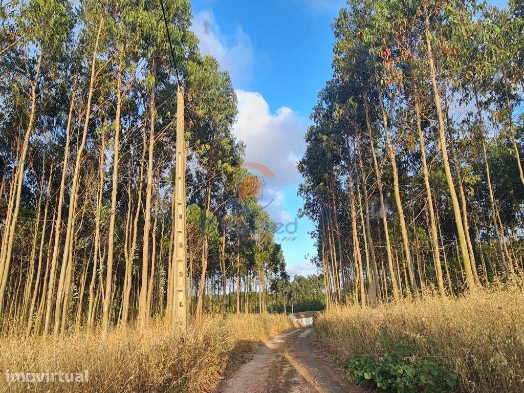 Terreno industrial 2,9 hectares | Campelos, Torres Vedras - Grande imagem: 4/4