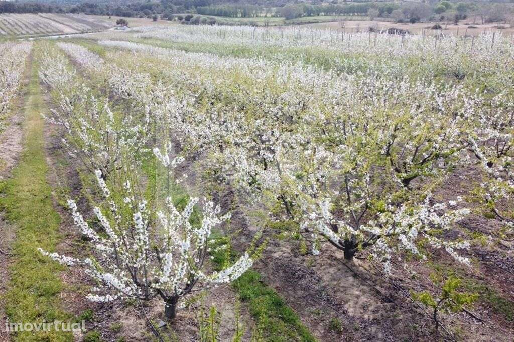 VENDA HERDADE COM PRODUÇÃO DE CEREJAS e PESSEGUEIROS - Grande imagem: 3/34