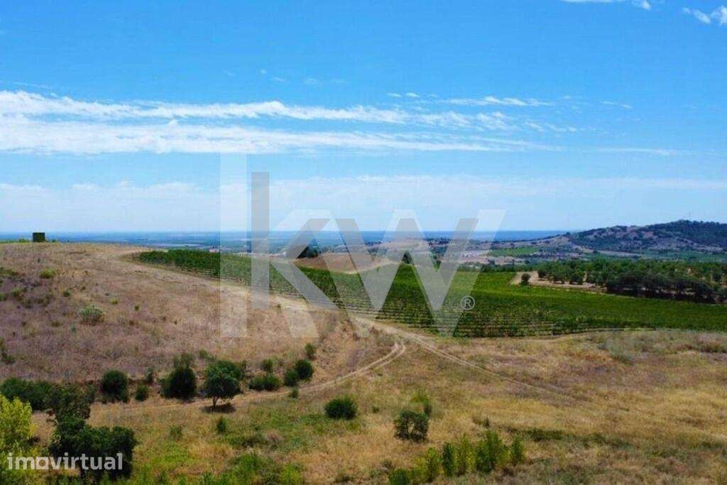 Vinha em Produção com 2 prédios urbanos sito em Vila de Frades - Grande imagem: 4/16
