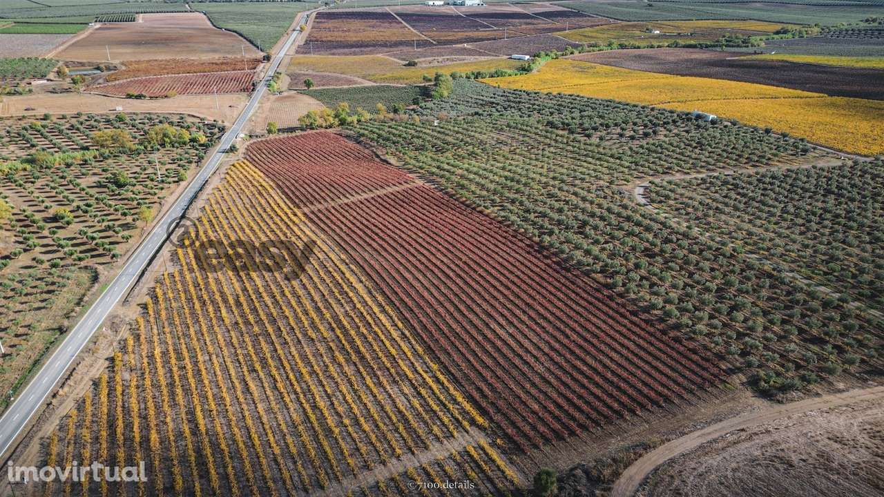VINHA COM 1,87 HECTARES NA VIDIGUEIRA PARA VENDA - Grande imagem: 4/5