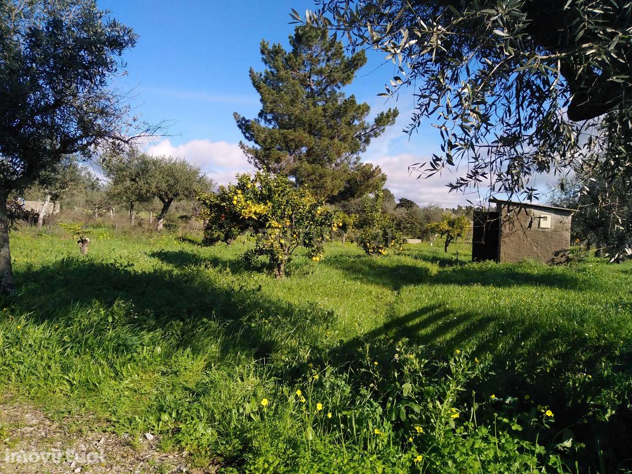 Quinta Com Piscina e Casa Madeira, Lousa, Castelo Branco - Grande imagem: 5/43