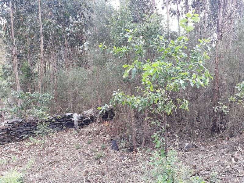 Terreno / Quinta , Penafiel, perto do Porto, 8000 m2, 20 000€ - Grande imagem: 3/12