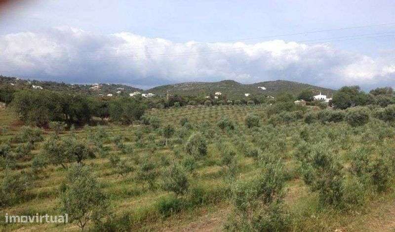 Arrendo Olival +6 Hectares - Faro - Grande imagem: 5/8