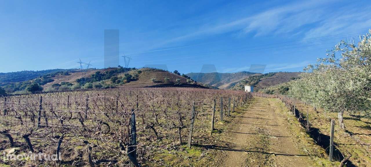 Quinta Vitivinícola de 5 Hectares  - Douro Superior - Grande imagem: 5/22