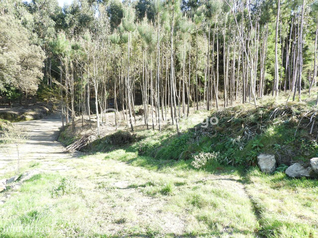 Terreno Rústico com 3051m2 Quintiães - Barcelos - Grande imagem: 3/8