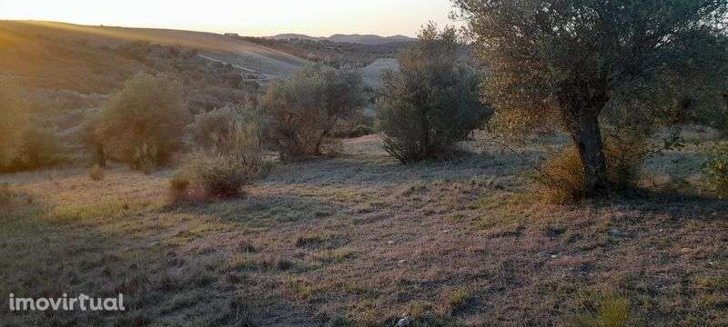 Vende-se olival 2.5ha - Grande imagem: 5/8