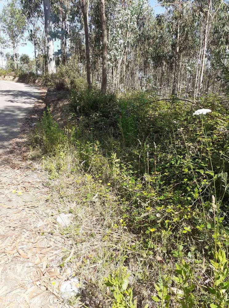 Terreno Rustico em Canedo! - Grande imagem: 2/13