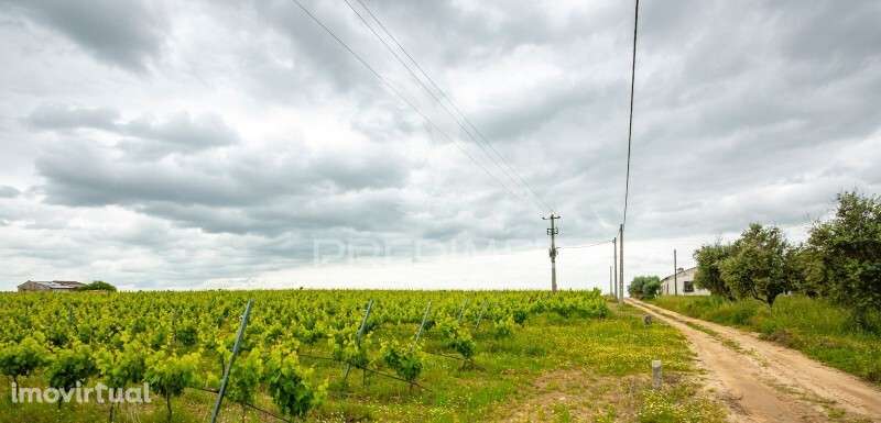 Vinha e Alfaias para venda marque já a sua visita.. - Grande imagem: 4/10