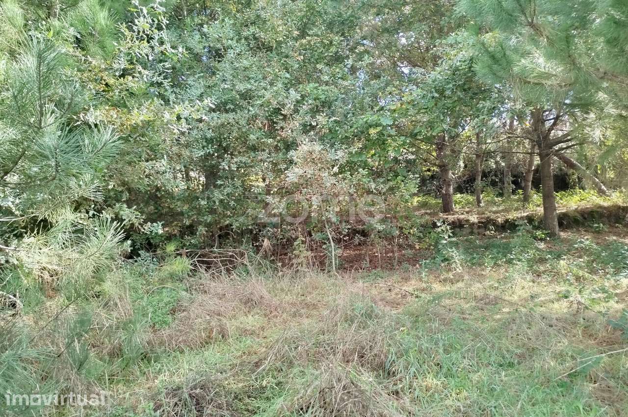 Dois lotes para construção com vários arvores de fruto, castalheiro... - Grande imagem: 3/54
